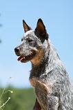 BOUVIER AUSTRALIEN 274